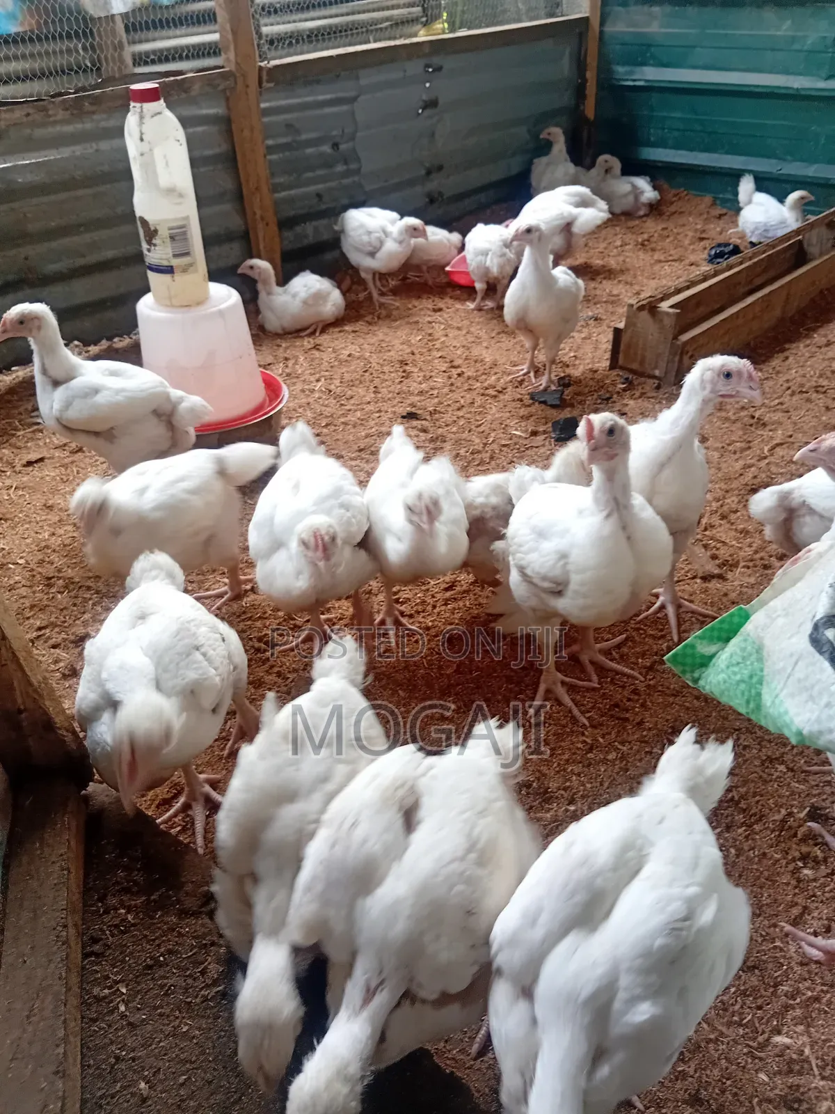 4 Week Broiler Is Available 5000