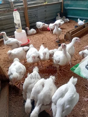 4 Week Broiler Is Available 5000
