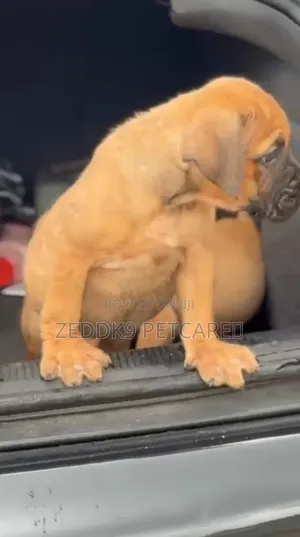 1-3 months Female Purebred Boerboel