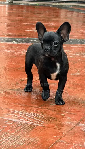 1-3 months Male Purebred French Bulldog