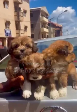 1-3 months Female Purebred Lhasa Apso