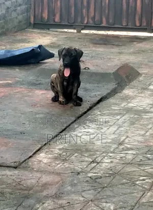 1-3 months Male Purebred Boerboel