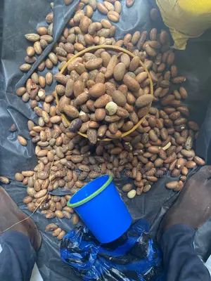 Bitter Kola