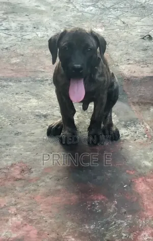 1-3 months Male Purebred Boerboel