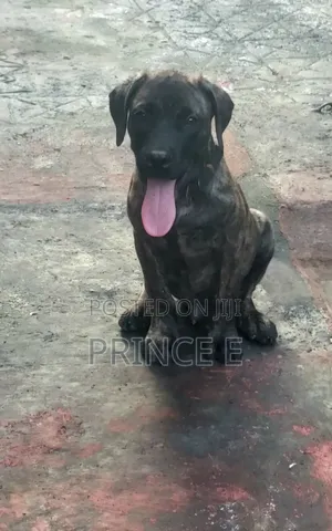 1-3 months Male Purebred Boerboel