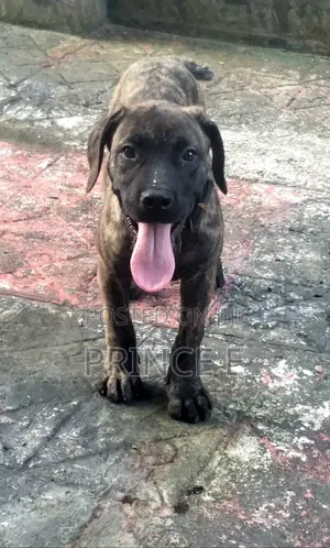 1-3 months Male Purebred Boerboel