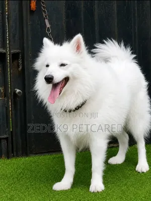 1+ year Female Purebred American Eskimo