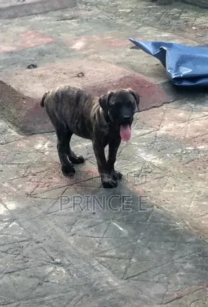 1-3 months Male Purebred Boerboel