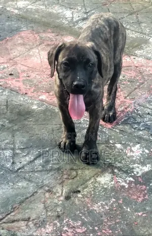1-3 months Male Purebred Boerboel