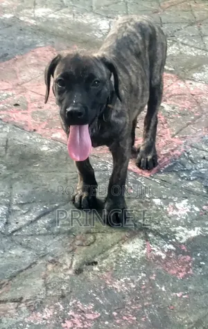 1-3 months Male Purebred Boerboel