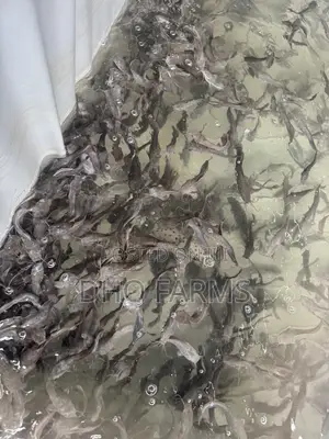 Healthy & Fast-Growing Juvenile Catfish (10–15 Cm)
