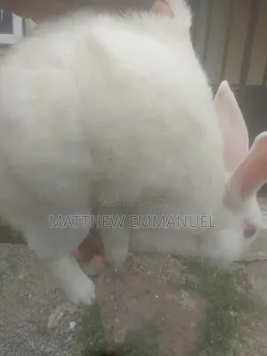 Mature Male Rabbits for Sale
