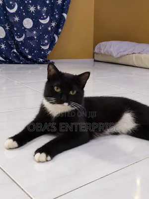 3-6 months Male Purebred British Shorthair
