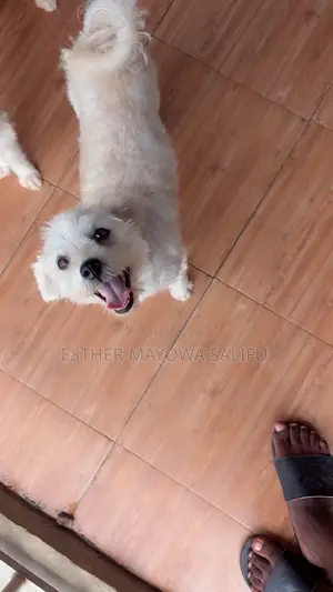 1+ year Female Purebred Lhasa Apso
