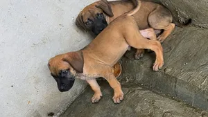 1-3 months Female Purebred Boerboel