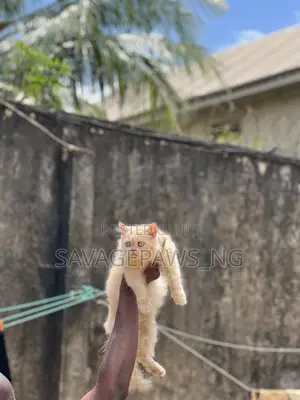 3-6 months Male Purebred Persian