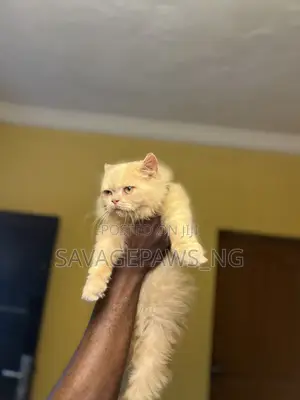 3-6 months Male Purebred Persian