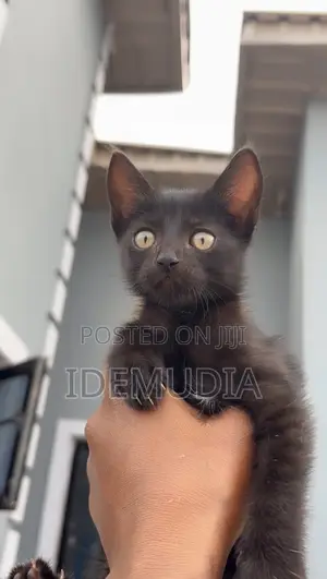 1-3 months Male Purebred Tabby