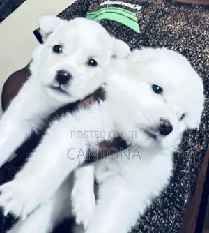 1-3 months Female Purebred American Eskimo