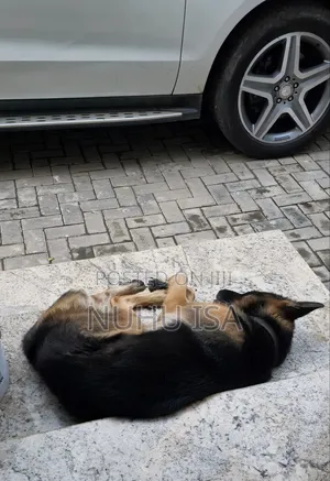 1+ year Male Purebred German Shepherd