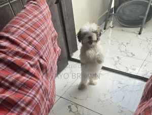 1-3 months Female Mixed Breed Lhasa Apso