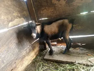 2years Old HEAT GOAT