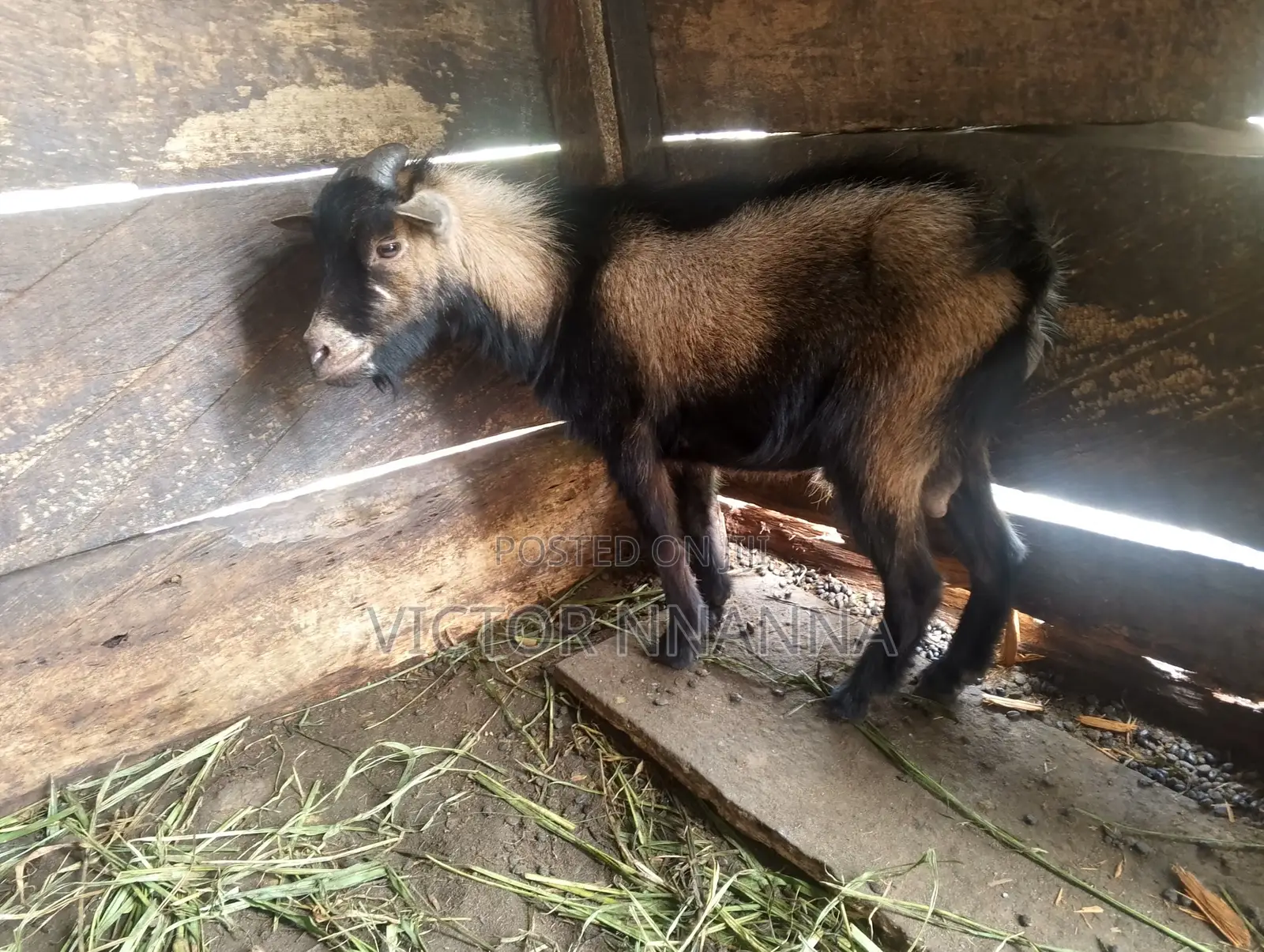 2years Old HEAT GOAT