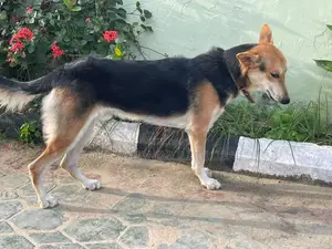 6-12 months Male Purebred German Shepherd