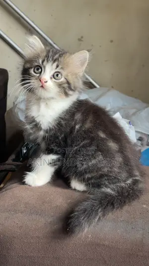 1-3 months Male Purebred Turkish Angora