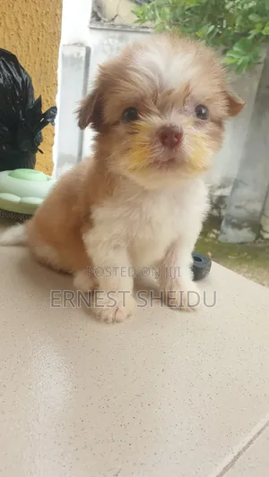 1-3 months Male Purebred Lhasa Apso