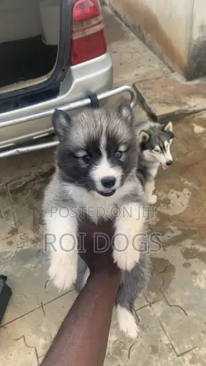 1-3 months Male Purebred Siberian Husky
