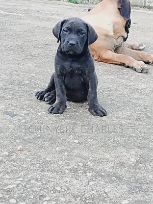 1-3 months Male Purebred Cane Corso