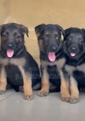 1-3 months Female Purebred German Shepherd