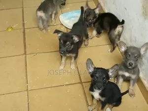 1-3 months Female Purebred German Shepherd