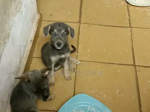 1-3 months Male Purebred German Shepherd
