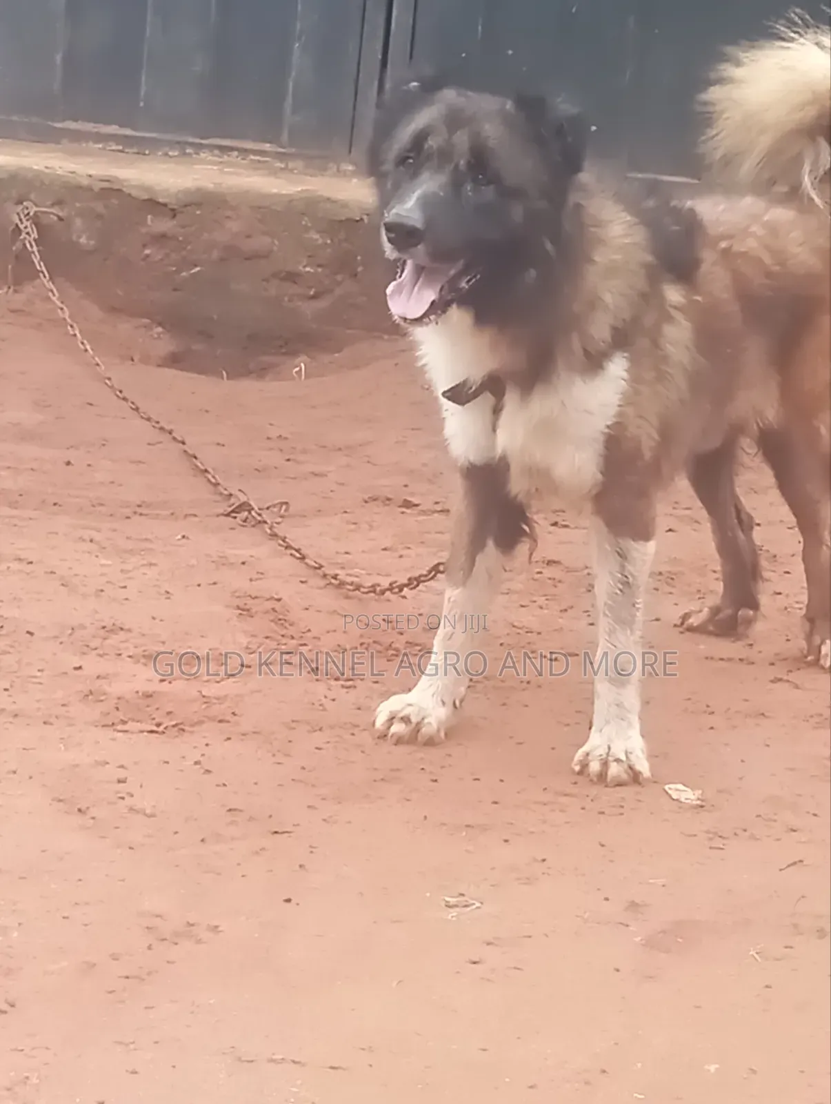 Caucasian Shepherd Stud