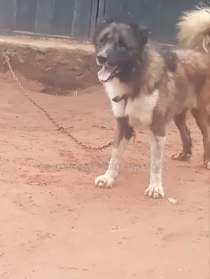 Caucasian Shepherd Stud