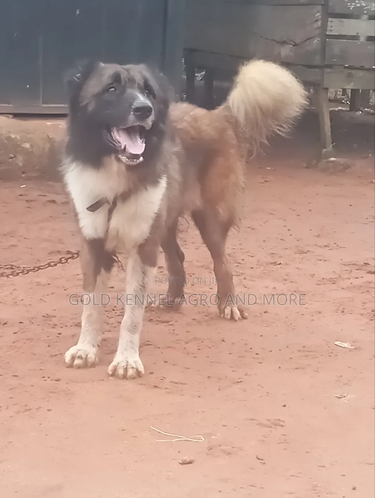 Caucasian Shepherd Stud