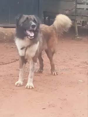 Caucasian Shepherd Stud