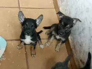 1-3 months Female Purebred German Shepherd