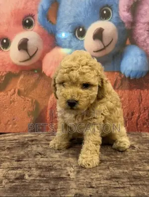 1-3 months Male Purebred Poodle