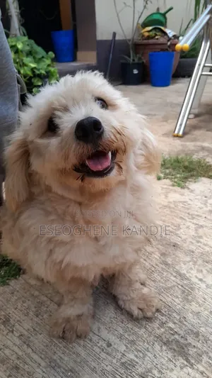 1+ year Male Purebred Lhasa Apso