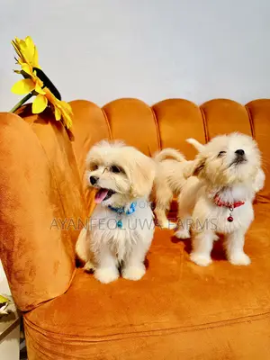 0-1 month Male Purebred Lhasa Apso