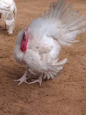 Healthy Farm-Fresh Mature Turkeys for Sale in Ijebu-Ode (Bulk/Retail)