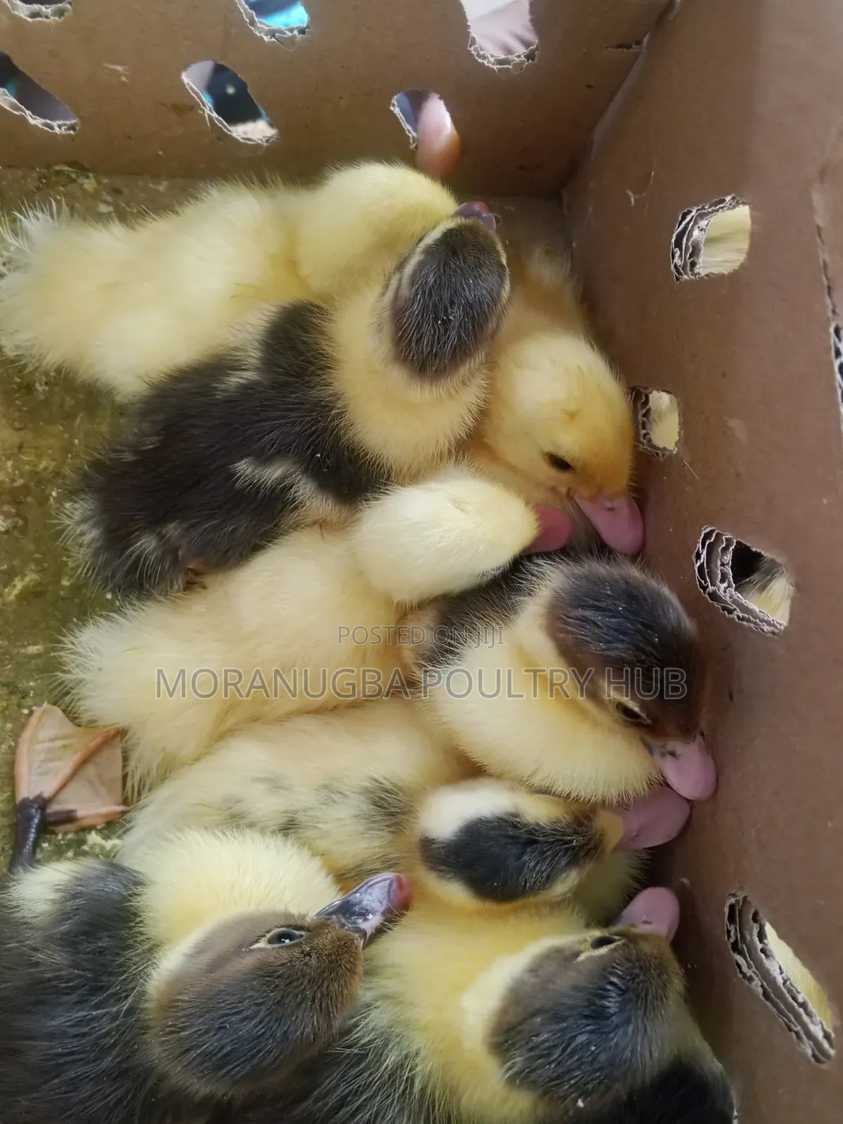 Day Old Duck