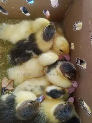 Day Old Duck