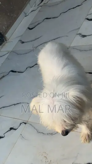 1+ year Female Purebred Lhasa Apso
