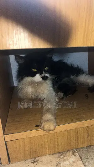 6-12 months Female Purebred Persian