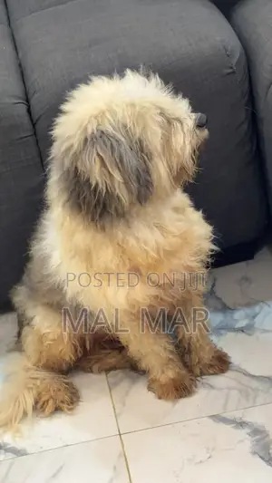 1+ year Male Purebred Lhasa Apso