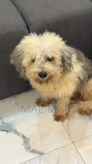 1+ year Male Purebred Lhasa Apso